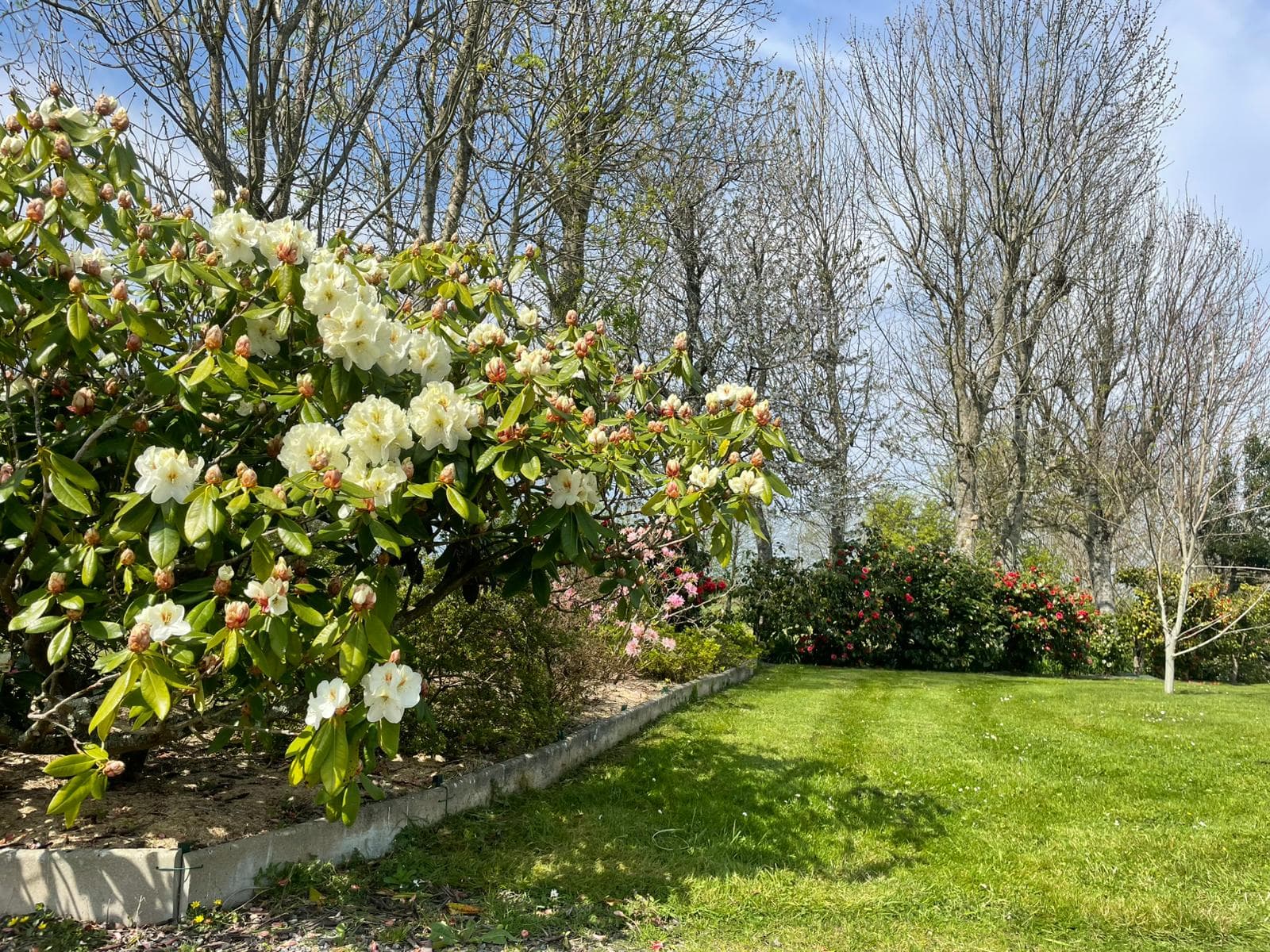 Prestation Taille de haies & arbustes par Taille & Tonte en Finistère Sud